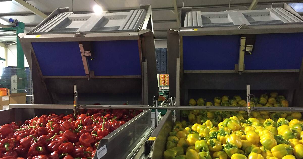 Pepper infeed system | Koppert Machines
