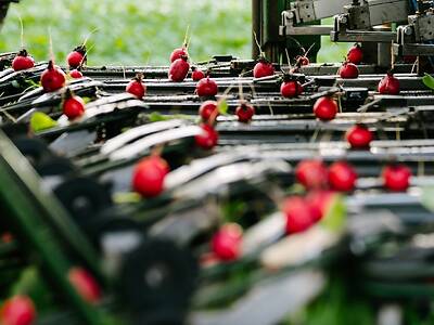 Koppert-machines-Outdoor-radish-harvesting-machine