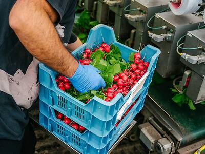 Koppert-machines-Outdoor-radish-harvesting-machine
