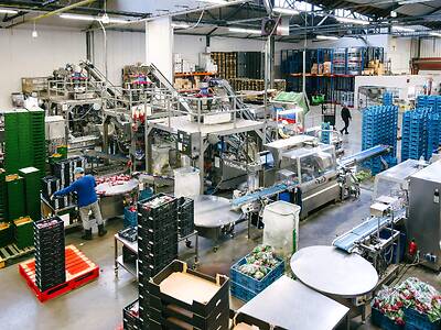 Koppert-machines-multihead-weger-radijs-snacktomaat