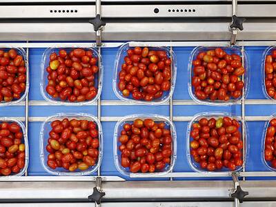 Koppert-Machines-Multipacker-verpakken-tomaat-snackgroente