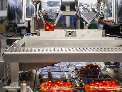 Koppert-Machines-Multipacker-verpakken-tomaat-snackgroente
