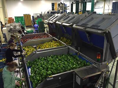 Koppert-machines-paprika-aanvoersysteem