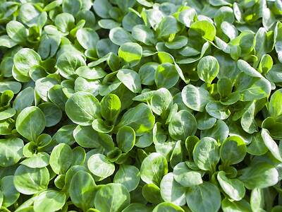 Koppert-Machines-Veldsla-zaaien-oogsten