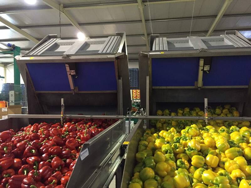 Koppert-machines-paprika-aanvoersysteem